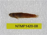 藏品(泰加拉鯔鰕虎魚)的圖片